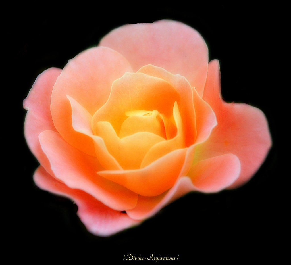 Delicate Rose Featured in Perfect Petals Prestigious Grou… Flickr