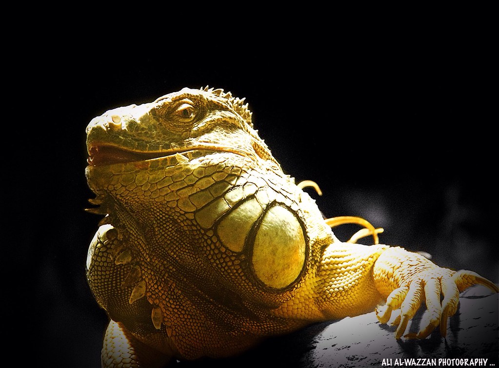 GODZILLA Big lizard it was mor than 2 meter .. Form Austri… Flickr
