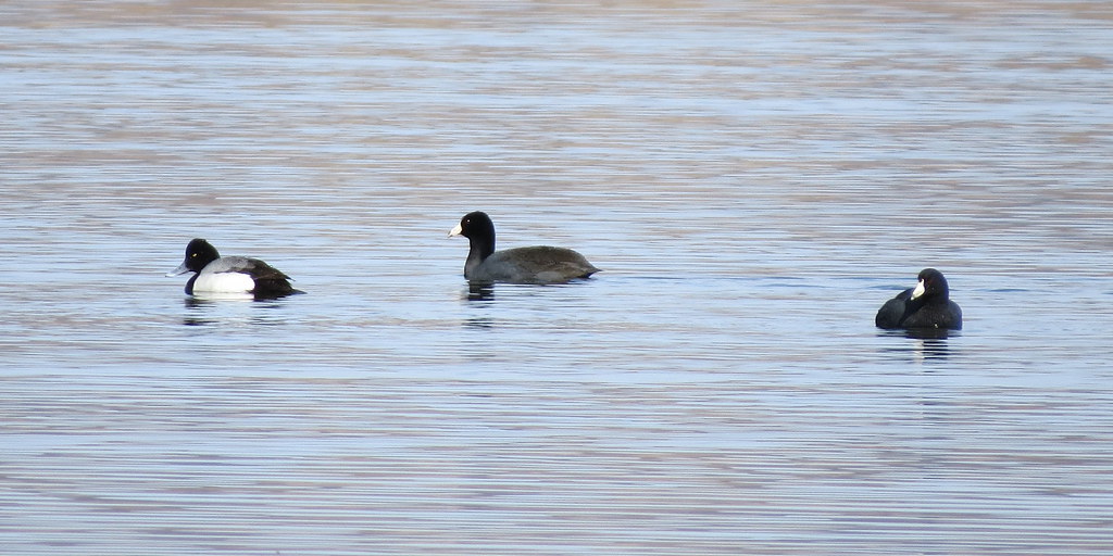 Lesser Scaup and Coots Ohkay Owingeh Fishing Lakes. Flickr