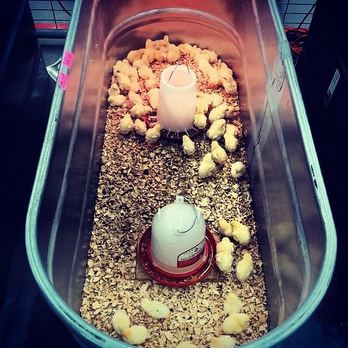 Chicks at Tractor Supply Company Chris Lexow Flickr