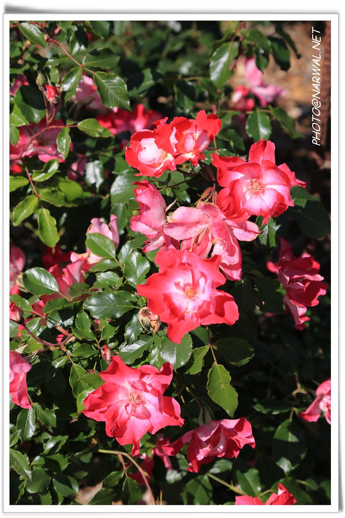 San Jose Heritage Rose Garden San Jose Heritage Rose Garde… Flickr