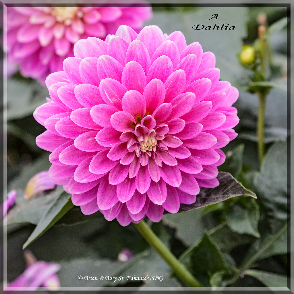 A Dahlia, for You! If you love Dahlias like I do, please c… Flickr