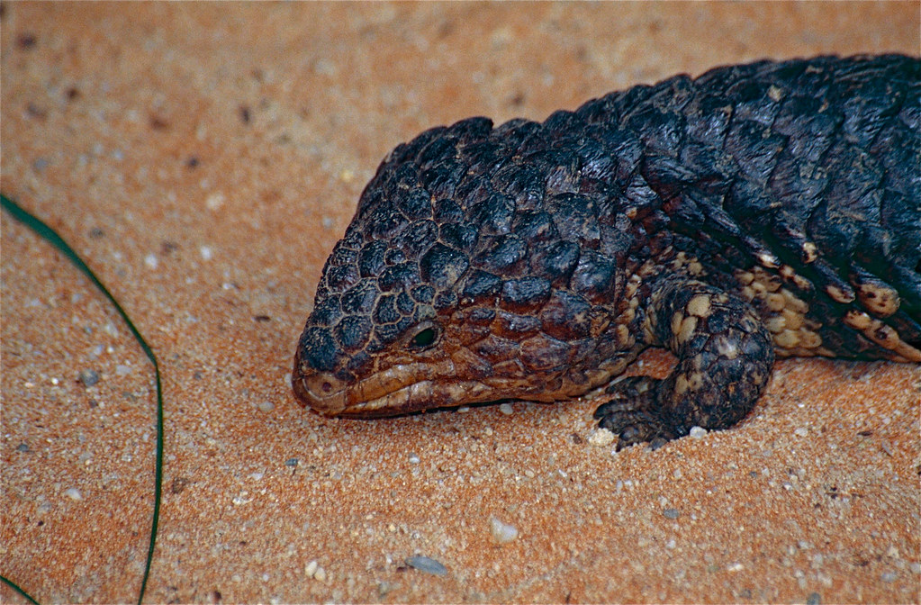 Shingleback Lizard (Tiliqua rugosa) closeup Australia Zoo… Flickr
