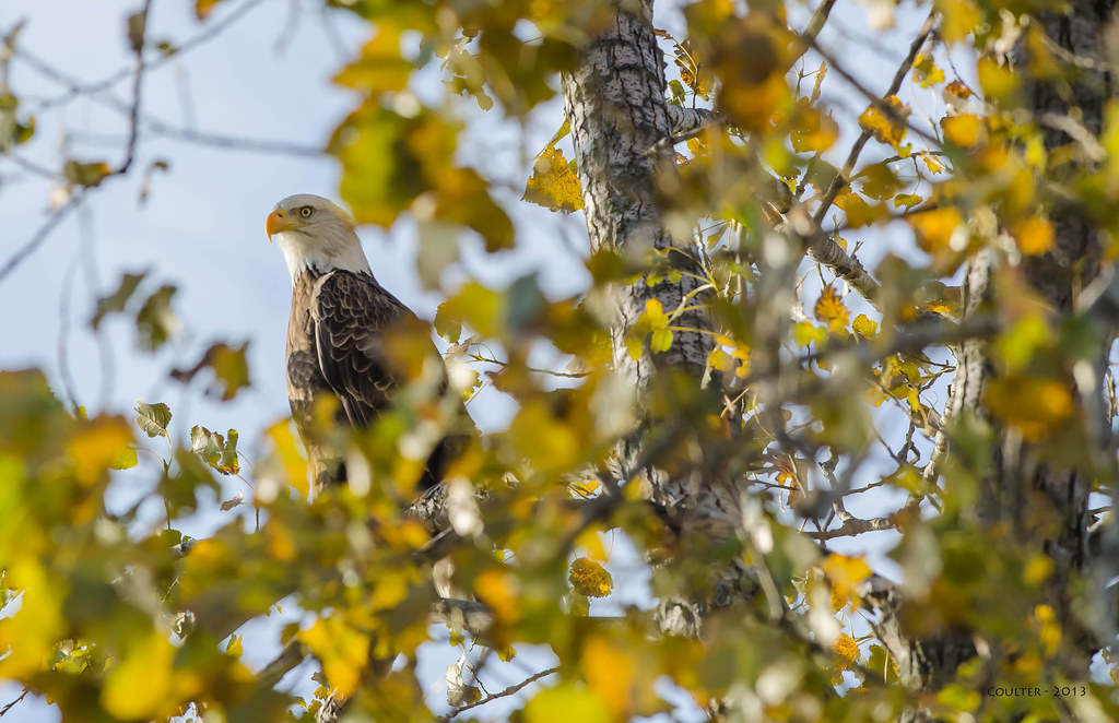 DSC_0102AG Bald Eagle Lake Miola Paola, Kansas Flickr