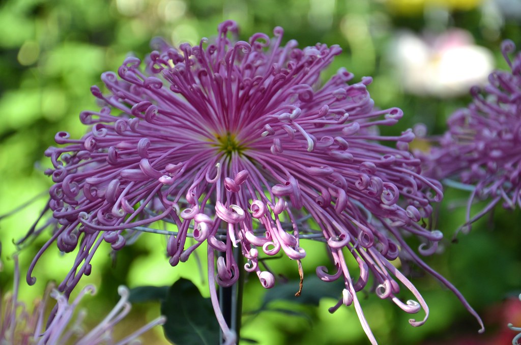 Spider Chrysanthemum At the New York Botanical Garden. Joe