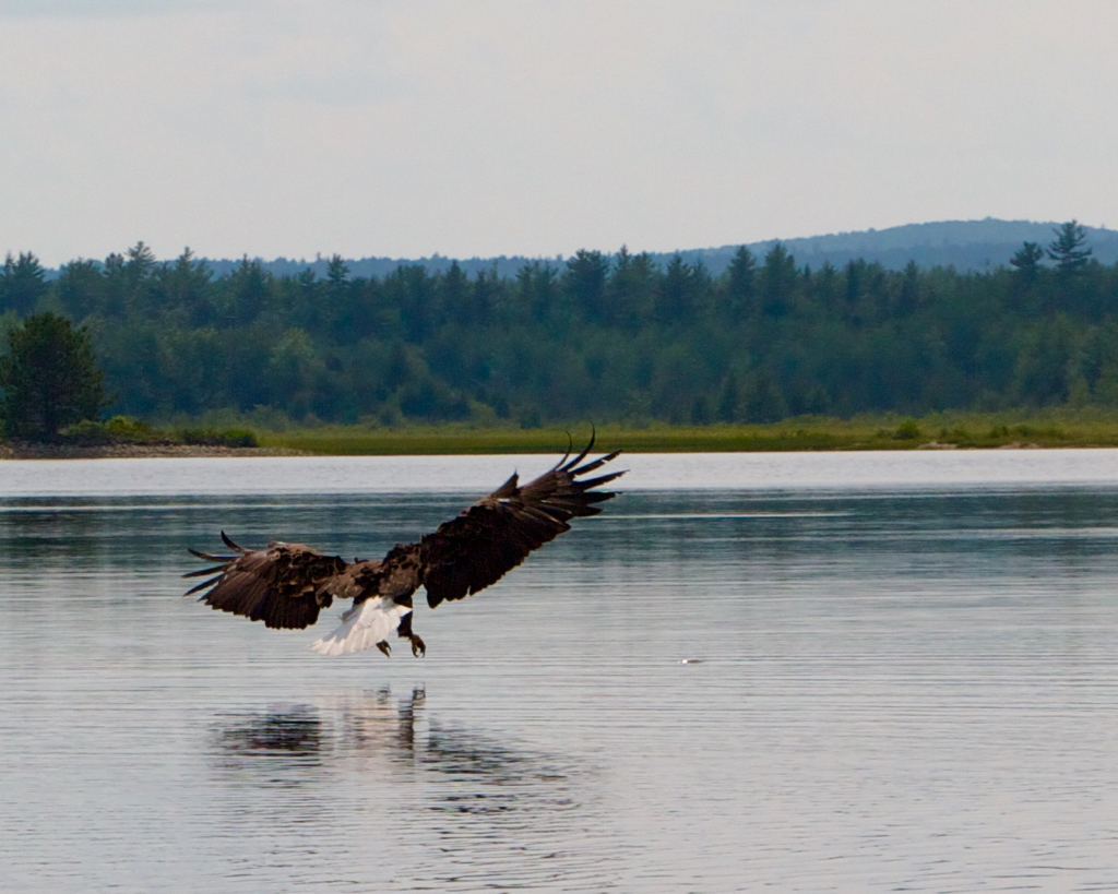 Bald Eagle at 4th Machias Lake Swooping in to pick up a fi… Flickr