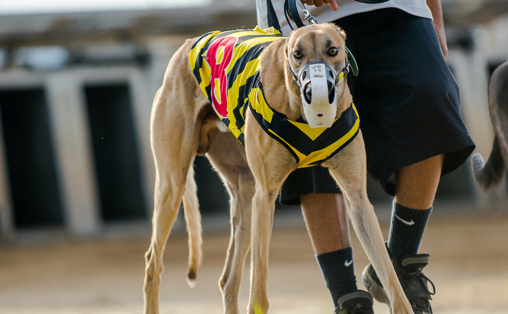 dog racing on Tumblr