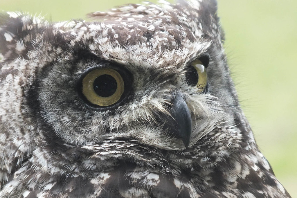 Owls and Falcons Owls and Falcons at the official opening … Flickr