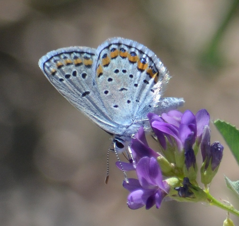 Melissa Blue Butterfly on Alfalfa Lycaeides melissa on Med… Flickr