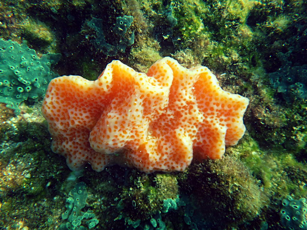 Colonial Tunicates Ft. Dade Rocks Reef Egmont Key, Florida… Seascout Flickr
