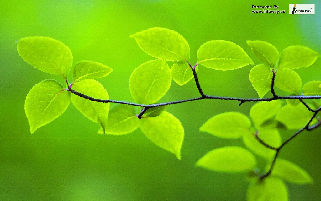 Fresh Green leaves Wallpapers Fresh Green leaves Wallpaper… Flickr