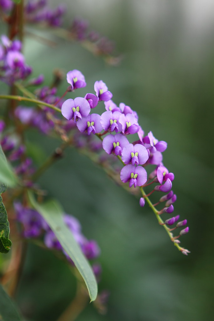 IMG_7078R Flowers Paul's closeups Flickr