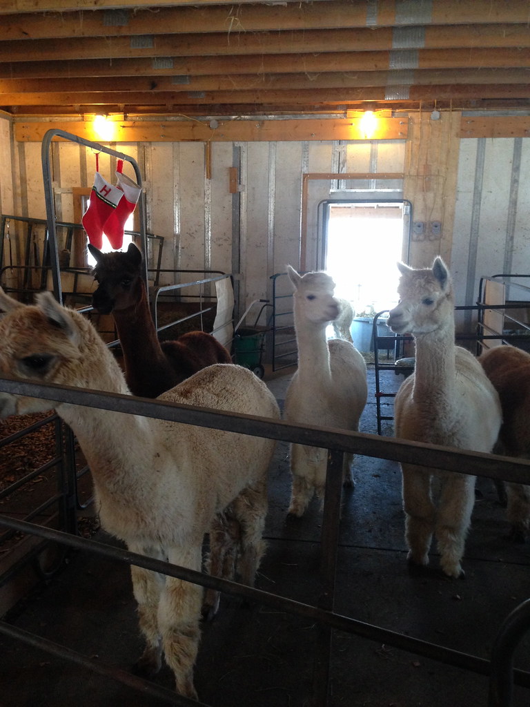 IMG_4517 Jen's visit to VT alpaca farm DIY Del Ray Flickr