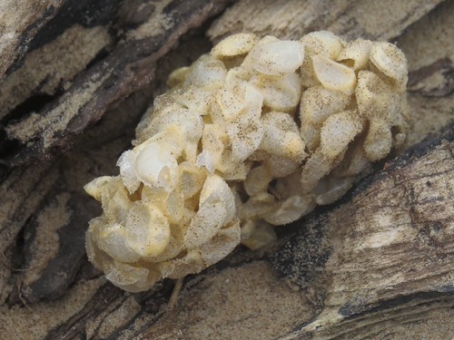 Whelk Egg Cases cheltenhamgirl (Yvonne) Flickr