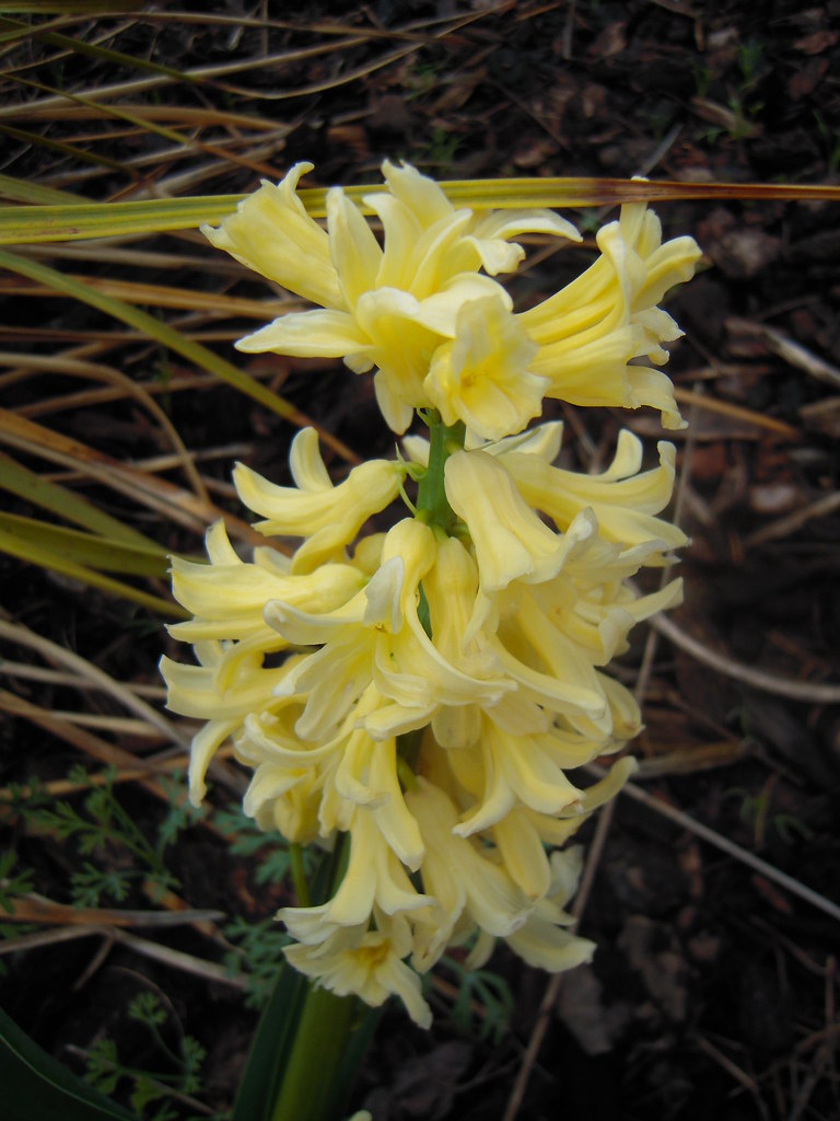 Yellow hyacinth trpham Flickr