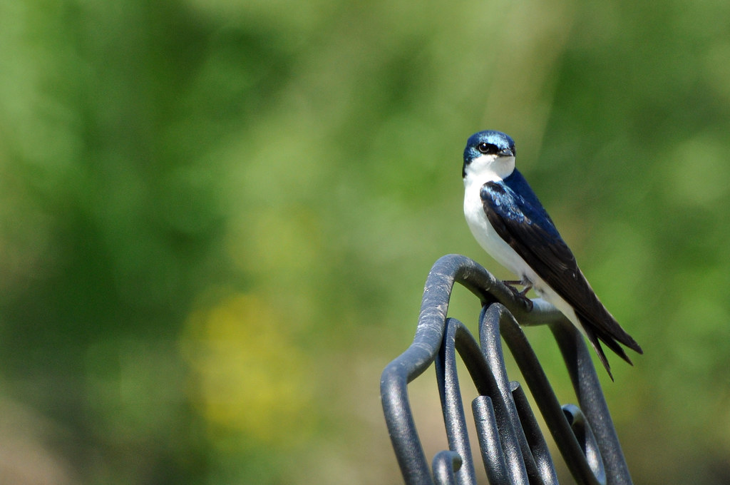 Tree Swallow Autumn Creek Yorkville, IL 25May2014 mcvetas Flickr