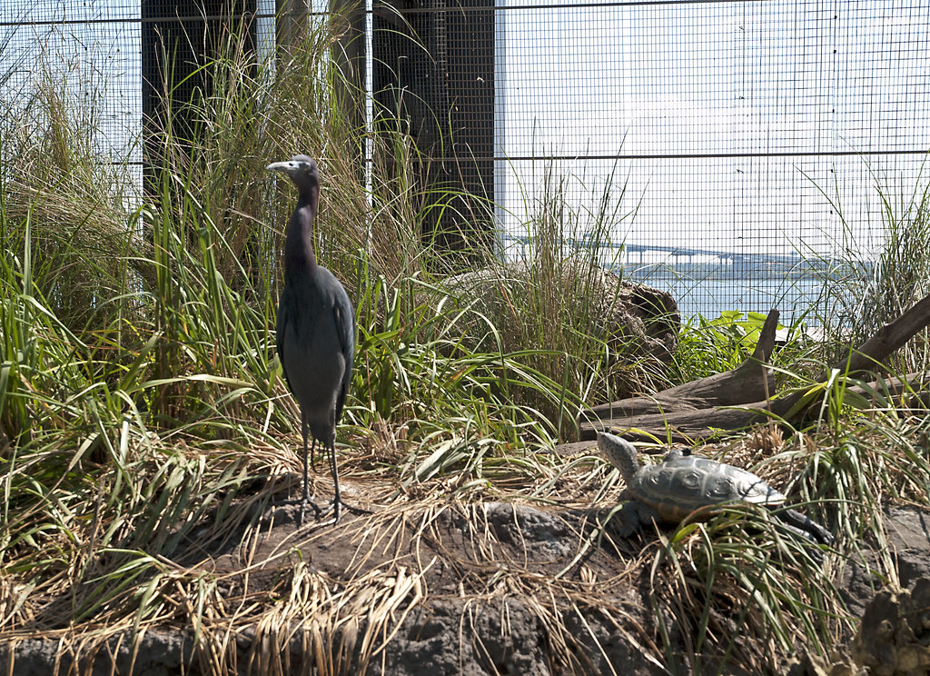 South Carolina Aquarium 052013 Coastal Seabird Aviary 3… Flickr