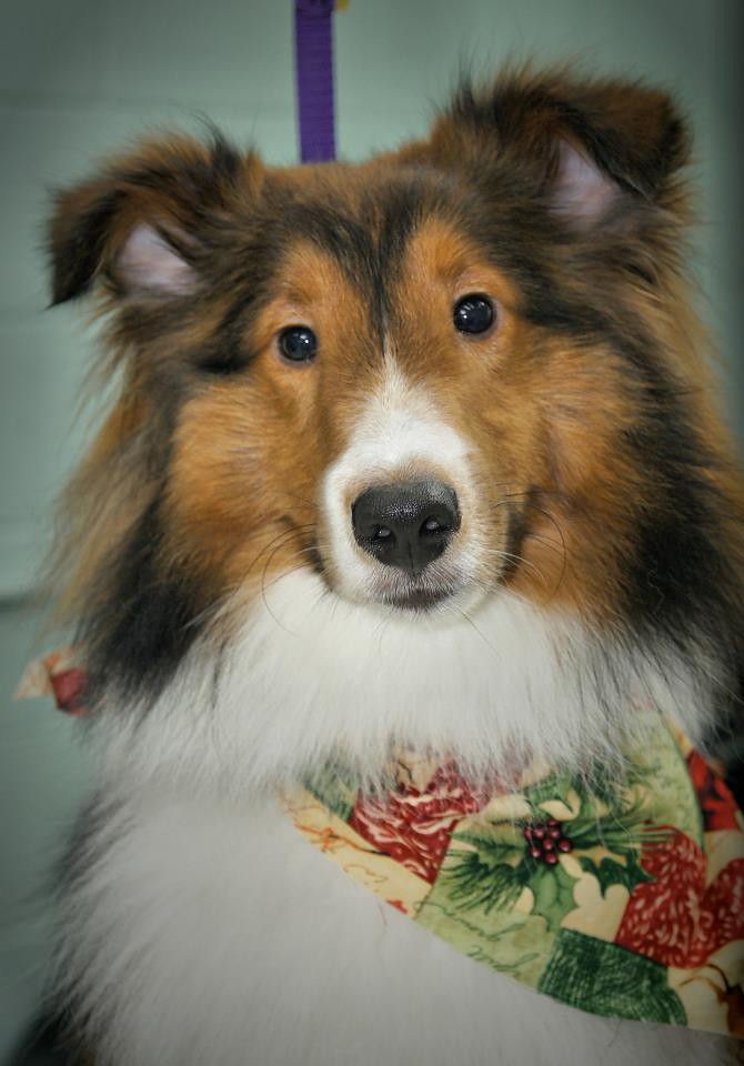 Patti's Pet perfection My grooming , my best friends !!! Flickr