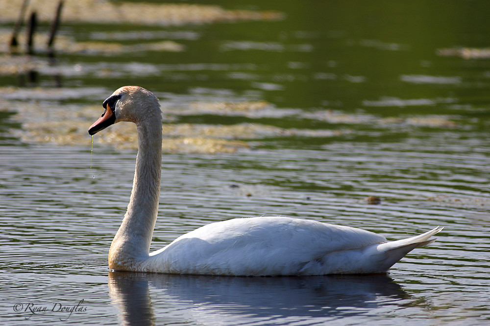 Mute Swan Cygnus olor eBird checklist Flickr
