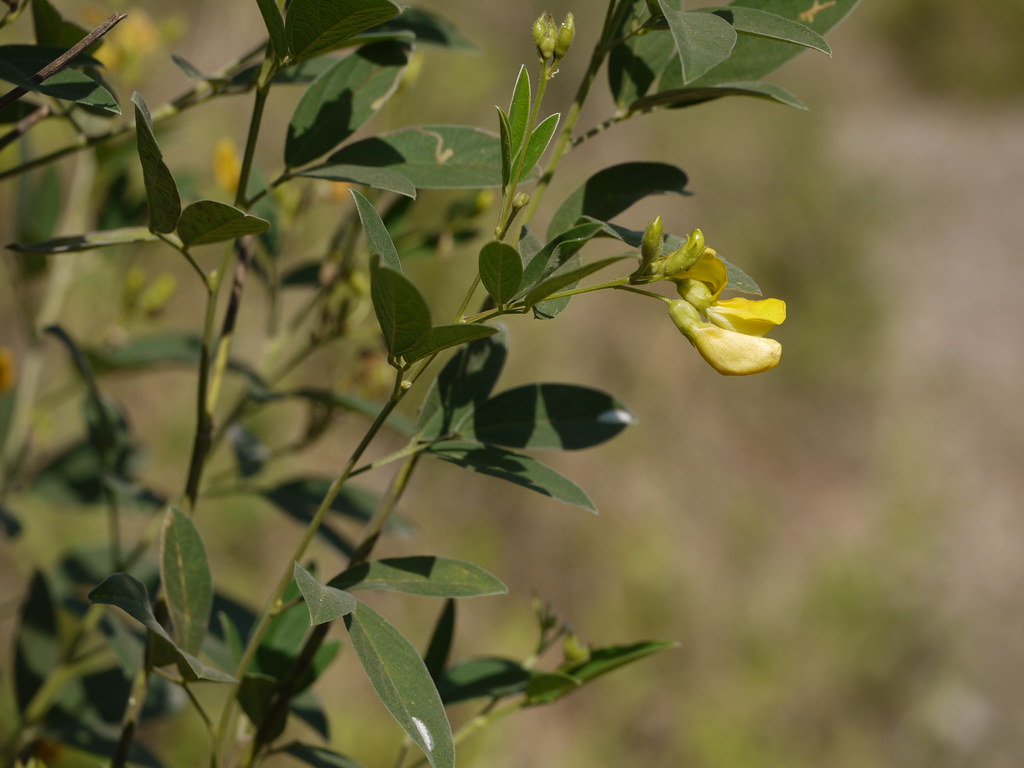 Tur (Marathi तूर) Fabaceae (pea, or legume family) » Caja… Flickr