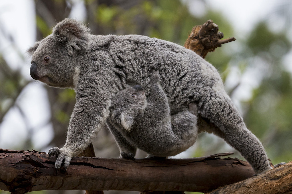 Koala Joey Aces Weight Check at San Diego Zoo San Diego Zoo Flickr