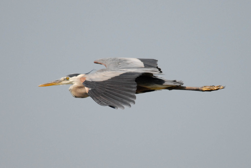 Great Blue Heron Lake Vadnais, Vadnais Heights, Minnesota Rogene
