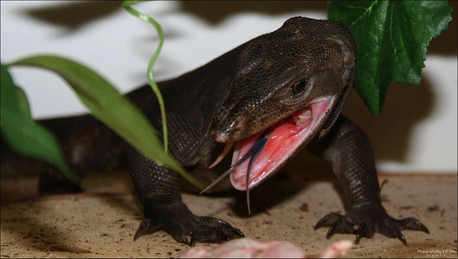 BDVS1 Male Black Dragon Varanus Salvator Flickr