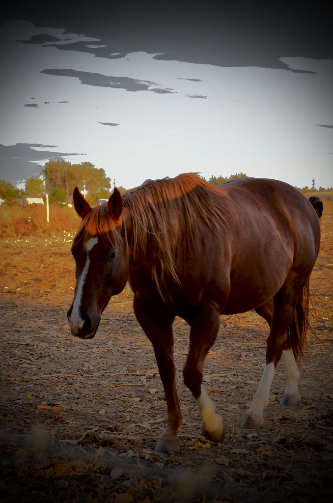 DSC_1735b Horse Ogallala, NE. 10 22 2013 Merrily Williams Flickr