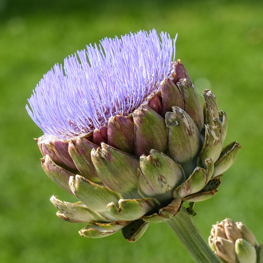 Archived Globe Artichoke I took a number of photos of this… Flickr