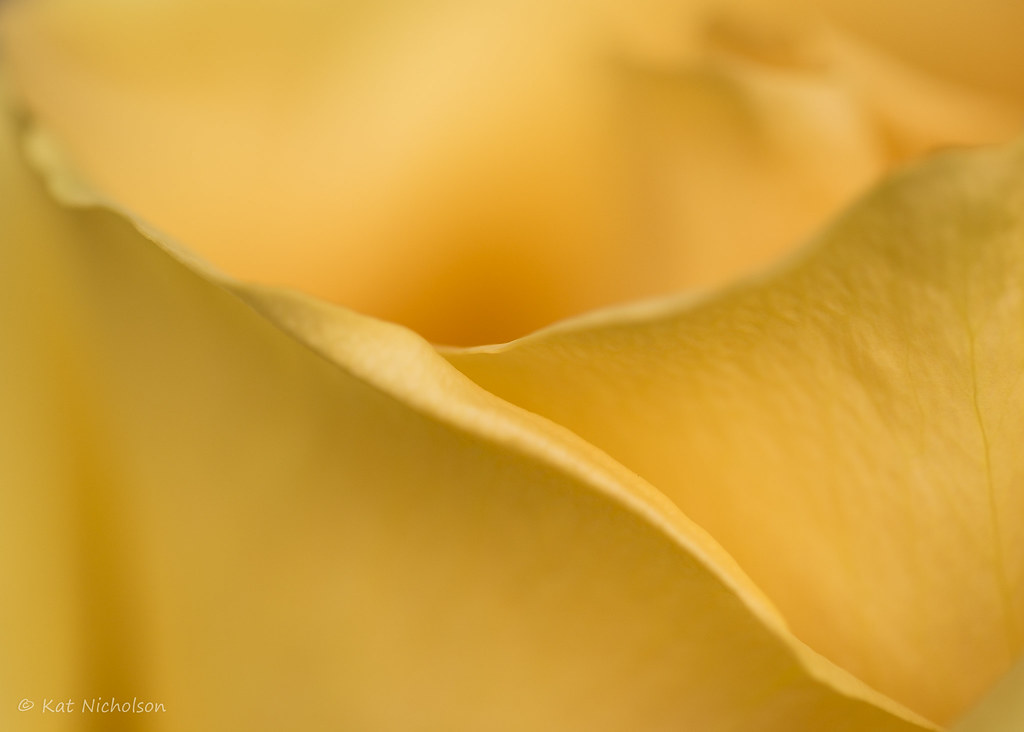 Yellow Rose II Kat Kaiser Flickr