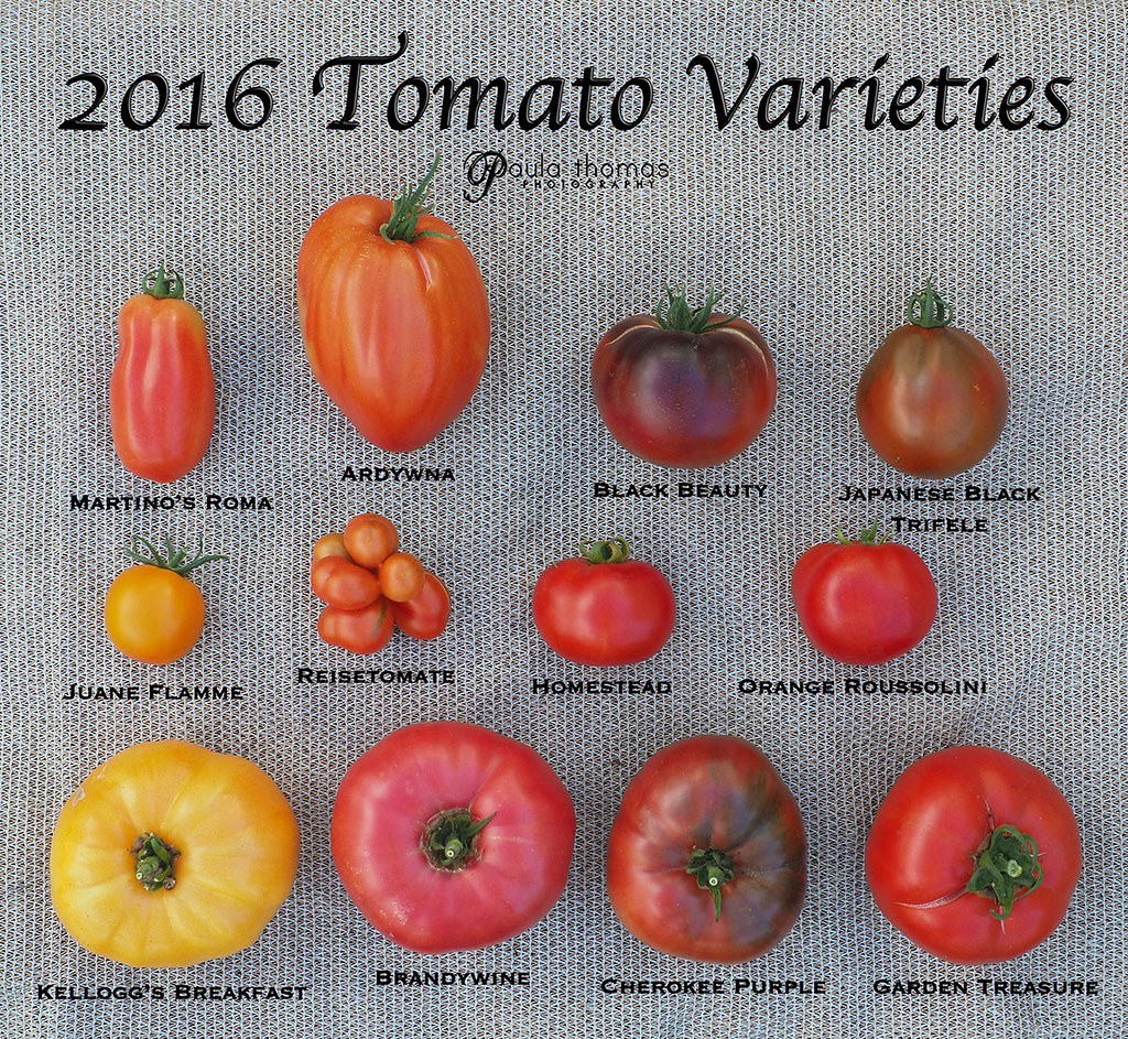2016 Large Tomato Varieties blog post coming soon Flickr