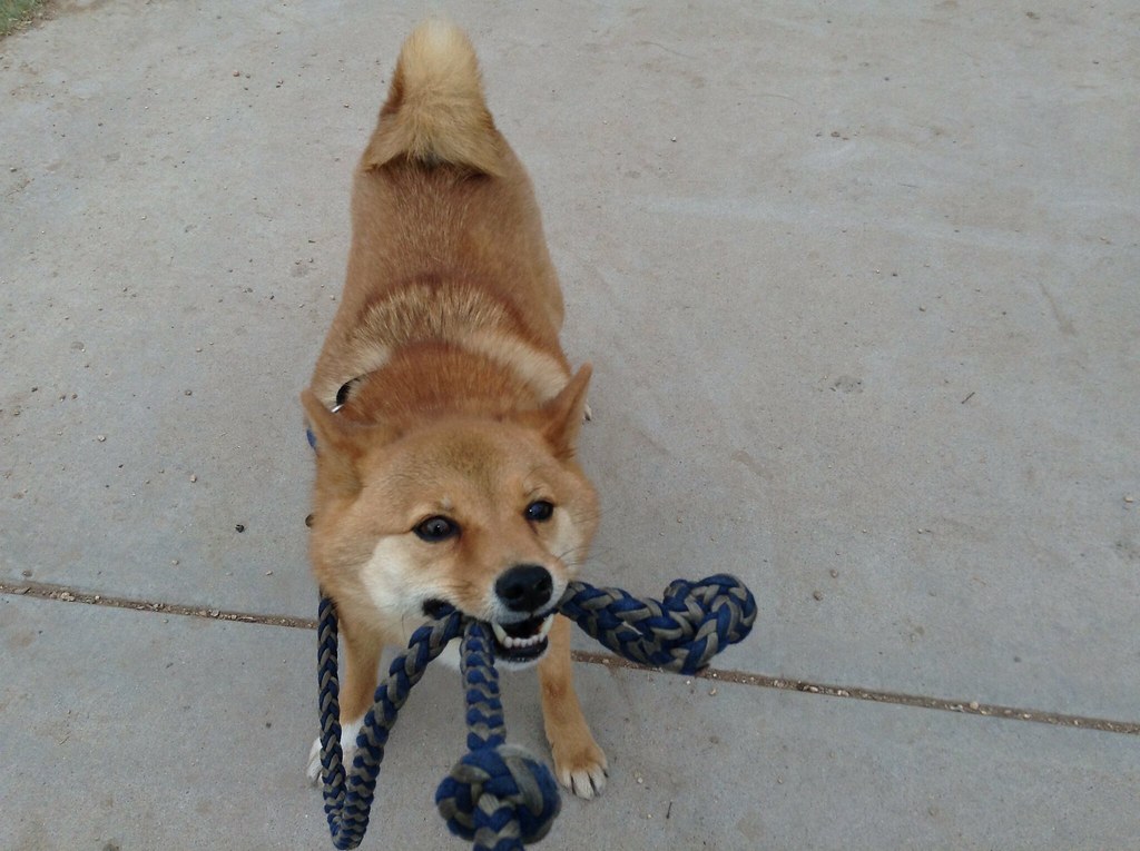 taro shiba, tugging on his leash during a walk a photo on Flickriver