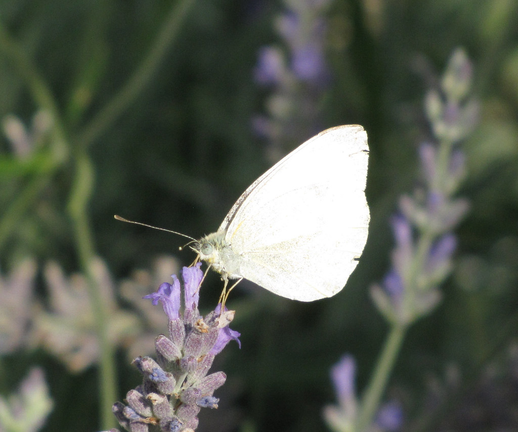 Large white butterfly Dan Davison Flickr