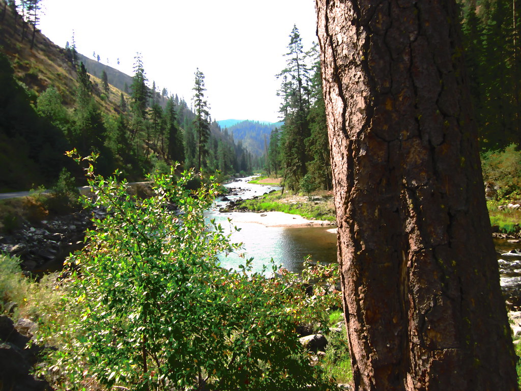 Nez Perce National Forest, Idaho Large ponderosa pine fram… Flickr
