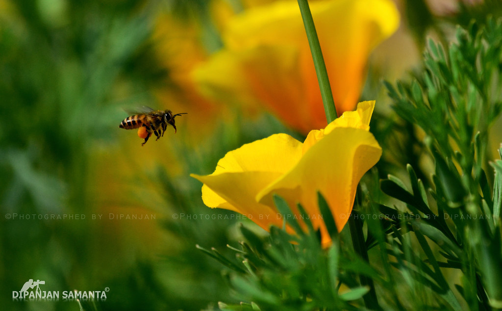 When the flower blooms, the bees come uninvited... Flickr