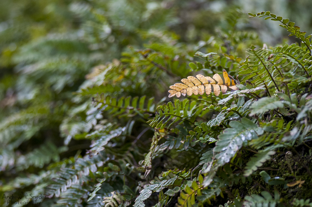 Ferns A yellowing tree fern among other lush green ones. L… Flickr
