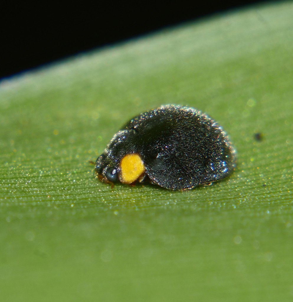 Yellow Shouldered Ladybird Apolinus lividigaster Coccinell… Flickr