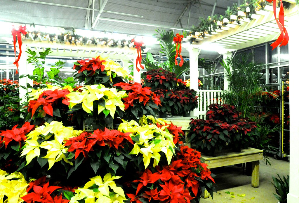 Merrifield Fairfax Garden Center Holiday 2013 EDWW (day_dae