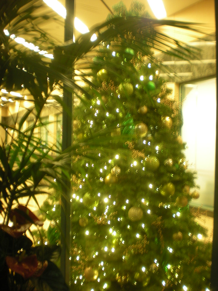 December 10, 2013 Christmas trees Flickr