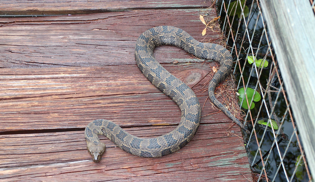 Brown Water Snake, south USA Nerodia taxispilota … Flickr