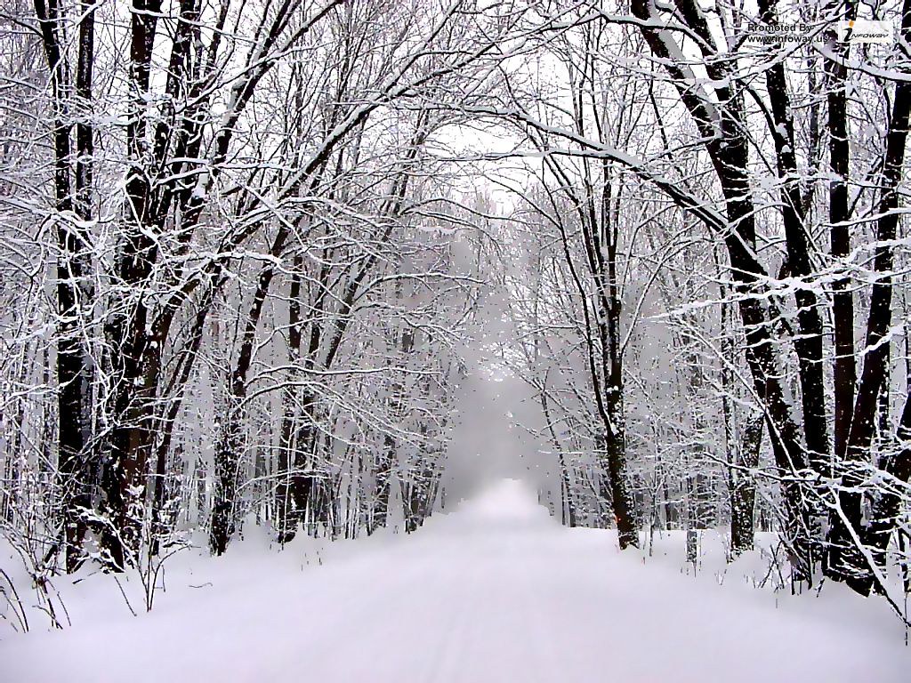 Snowy Forest Wallpaper Snowy Forest Wallpaper Flickr