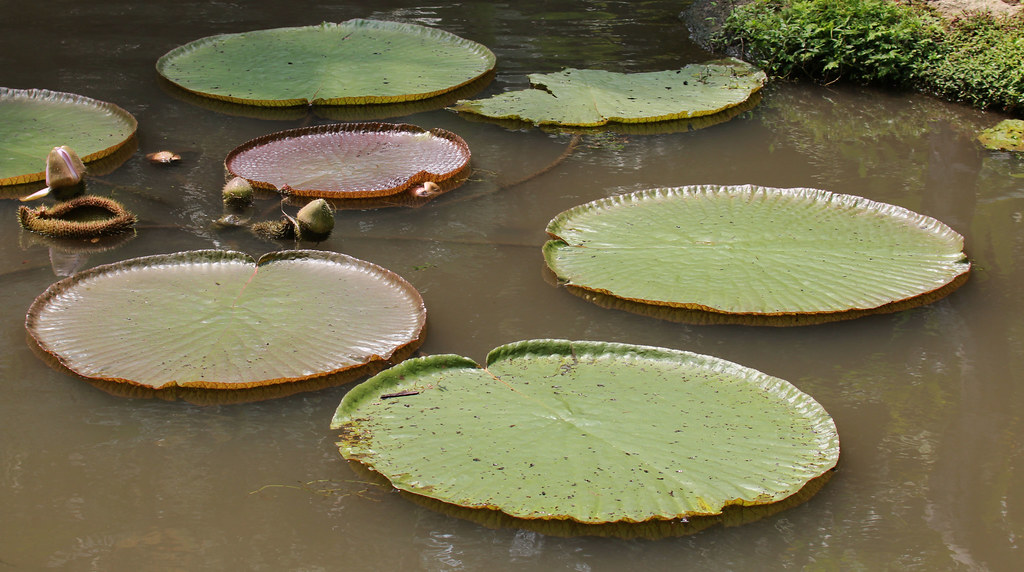 Victoria amazonica Cerlin Ng Flickr