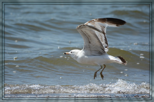 Wings Over Water ^^^ V. Juvenile ringbilled gull im… Flickr