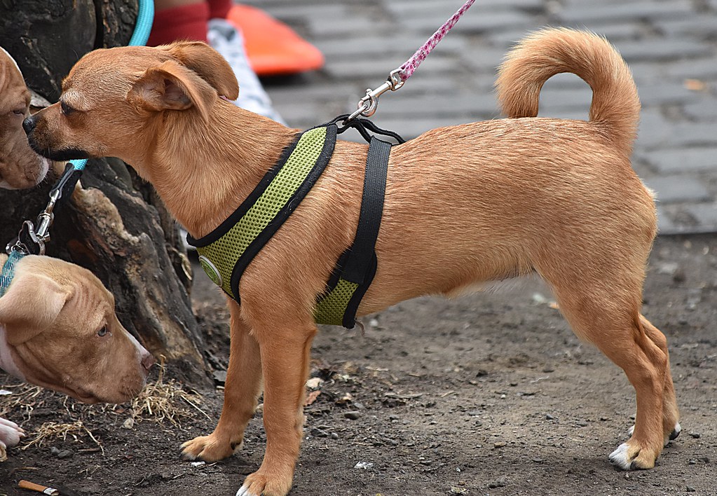 What Is Pack Mentality Dog