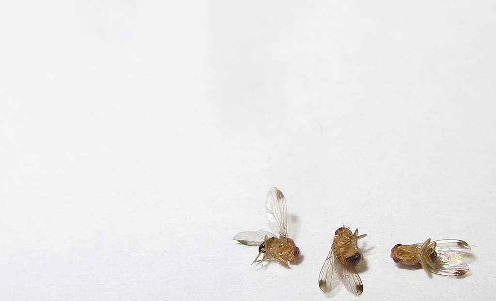 Male Spotted Wing Drosophila (Drosophila suzukii) SWD was … Flickr