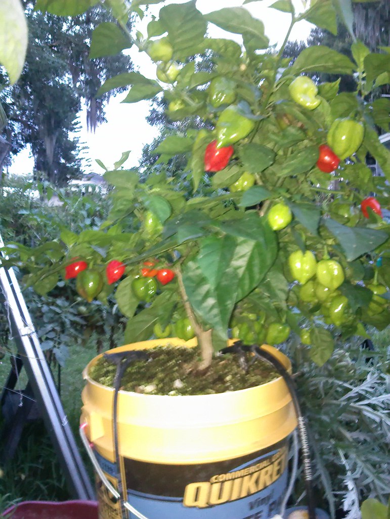 hot and sweet peppers grown in my Square foot hydroponic g… Flickr