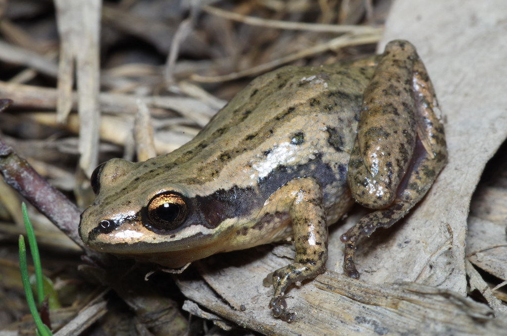 Cajun Chorus Frog Pseudacris fouquettei Oklahoma L.D Alsbach Flickr