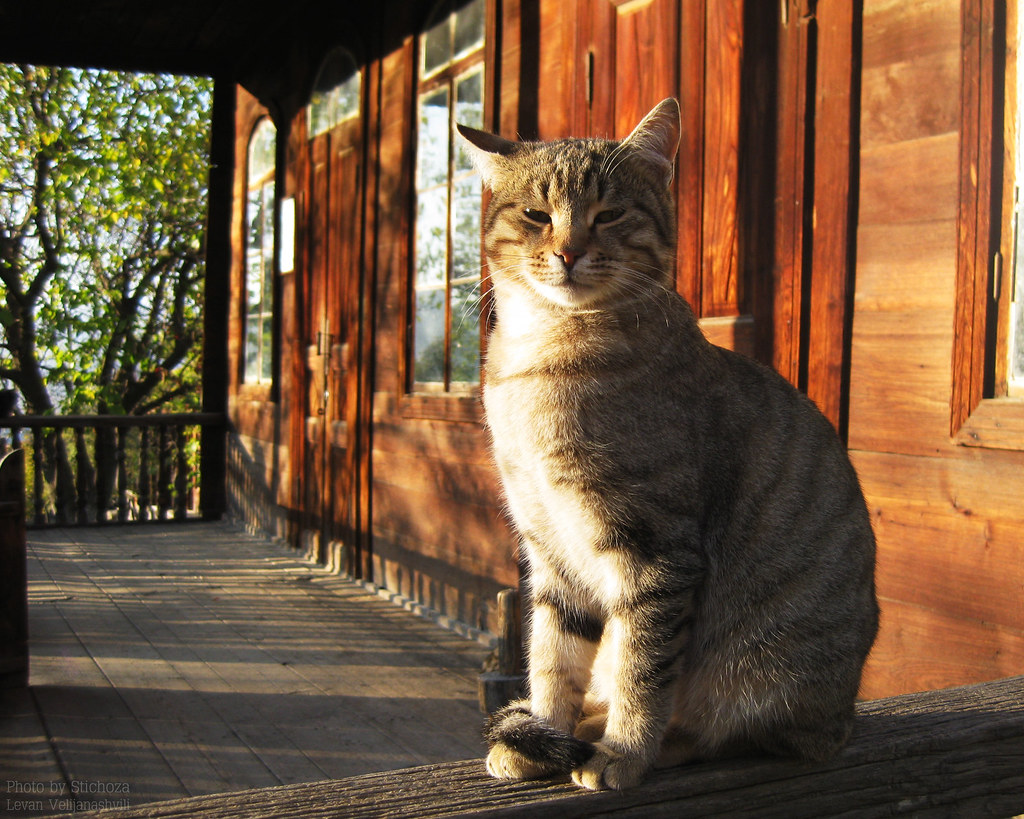 Gia's cat Ethnographic Museum, Tbilisi Levan Velijanashvili Flickr