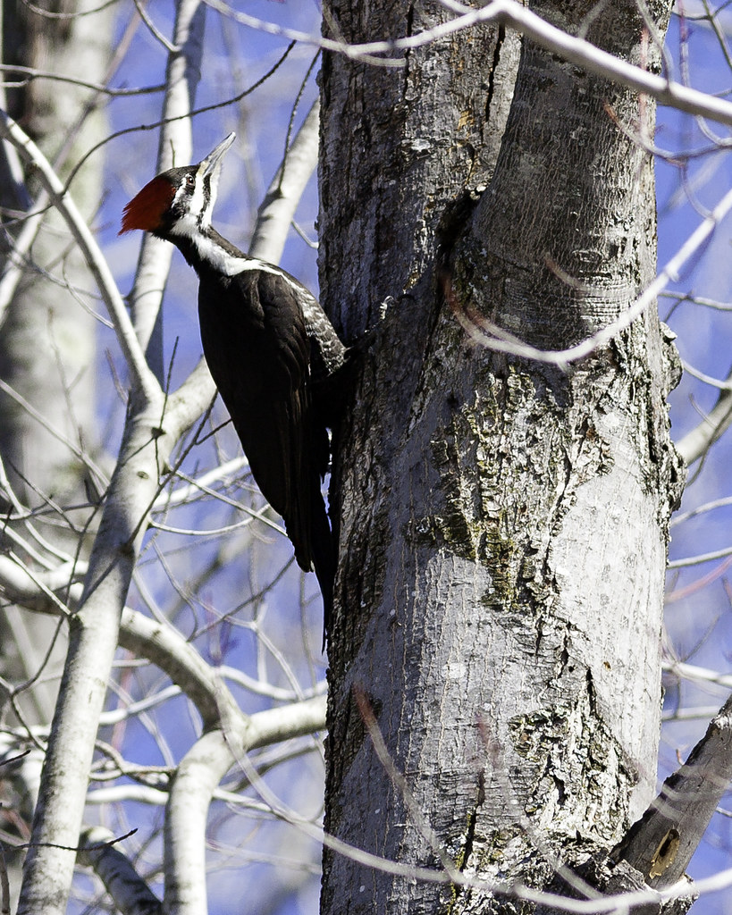 Pileated Woodpecker on the job Ogemaw County, MI Thomas Flickr