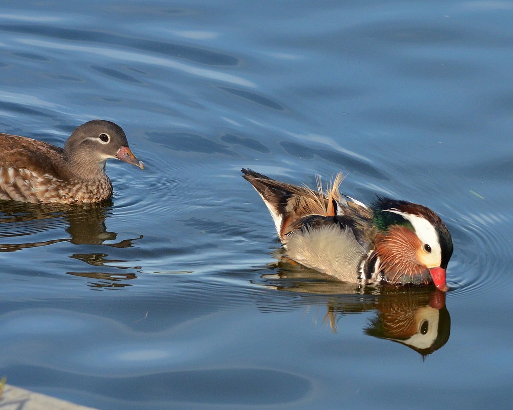 1OK_1440 Mandarin Ducks Lakeland Florida Lake Mirror, Augu… Flickr